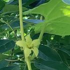 リュキュウスズメウリの花。実も可愛い...