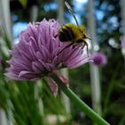 チャイブの花にミツバチ