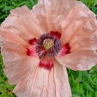 Oriental Poppy(オニゲシ)、あと2つ蕾を...