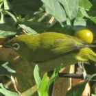 🍒珊瑚フユサンゴの実を横目にした🐤メジロ君