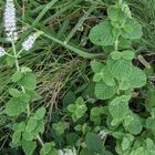 🌿アップルミントの花が咲きました😊