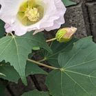 繊細な花びら😊フヨウです。