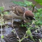 ハコベ食べる、、スズメさん この後、ち...