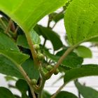 大実さるなしの花芽かな。 去年美味しか...