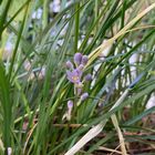 斑入りジャノヒゲのお花が隠れて咲いて...