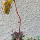 寄せ植えのエケベリアに蕾が付きました