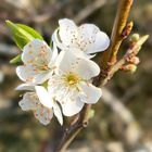 プラムの花が咲き始めました！