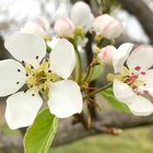 洋ナシの花のアップ！