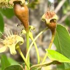 花が終わり、洋ナシの姿が見えてきました！