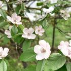 例年以上にマルメロの花がたくさん咲き...