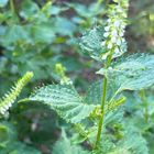 青じその花 苗を頂いて、初めて植えてみ...