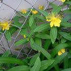 公園の花は既に投稿しましたが、今日は...