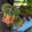 多肉植物の寄せ植え。 リメイク缶に植え...