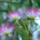 ◆ネムのキ  5年前初めてこの花と出逢っ...