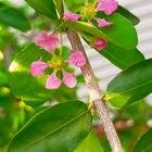 アセロラ  ピンク色の花が開花。 ５月ま...