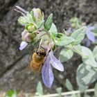 ツリージャーマンダーのお花にミツバチ...