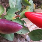 赤と紫の観賞用トウガラシ🌶