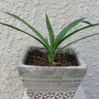 子株のユッカを植え替えました