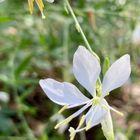 陽だまりの林床に舞う白蝶。 初夏から咲...