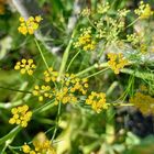 ３年目の庭植えのフェンネルの花です🌼