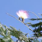 今年初めて咲いたネムノキの花。 3花は...