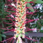 ご近所のブラシノキの花後の様子。 右奥...