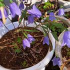 イワシャジン  綺麗な花色です✨✨💕