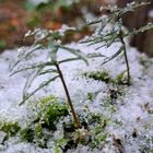 イチイ🌱❄️