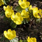 キバナセツブンソウ Eranthis hyemalis ...