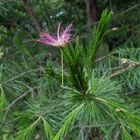 ネムノキが落とした花が松葉の上にちょ...