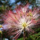 ネムノキの花。 香りは桃のように甘いそ...