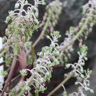 レデボウリア・ソシアリスの花。 地味だ...