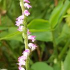 ネジバナ 螺旋状にお花が咲く珍しい植物💕