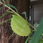 💚フウセントウワタ🌿 キョウチクトウ科  ...