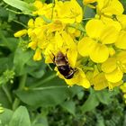 菜の花を咲かせるのはだらしない畑だと...