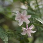 🏡昨日のお花達・・雨も上がって☔🌳 儚く...