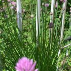 チャイブの花 かわいいけど、ほおってお...