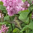 ハチドリがライラックの花に！ すごく長...