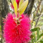 ブラシノキ 開花しました‼︎  #Callistemon