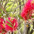 ブラシノキ 開花しました‼︎  #Callistemon