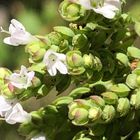 オレガノの花 小さくて📷に撮って どんな...