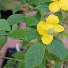 ヤマブキソウ 京都府立植物園の春の山草...