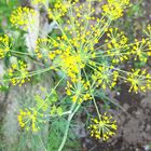 7月15日、ディルの花。 細い茎から花が...