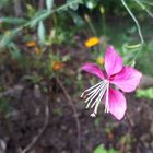 ガウラ シスキューピンク 秋の開花