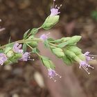 オレガノ ハイブリッド  初めてのお花💕