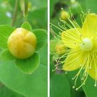 ヒペリカム💛 真ん丸の蕾  可愛らしく開花