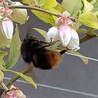 ブルーベリー  雨の止み間も見逃さず、...