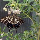 アゲハ🦋 ＋ フウセントウワタ アゲハの...