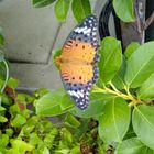 ツマグロヒョウモン🦋♀ ＋ マンデビラ🌿 ...