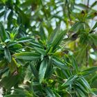 夏に庭に植えていたアンゲロニア  かな...